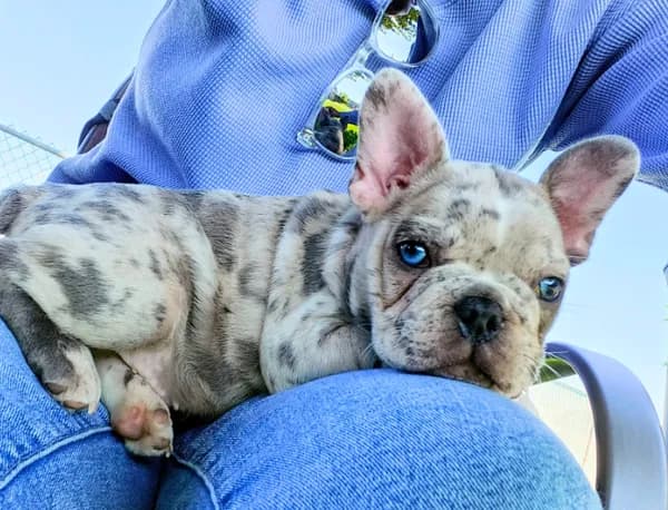 Little Rhino