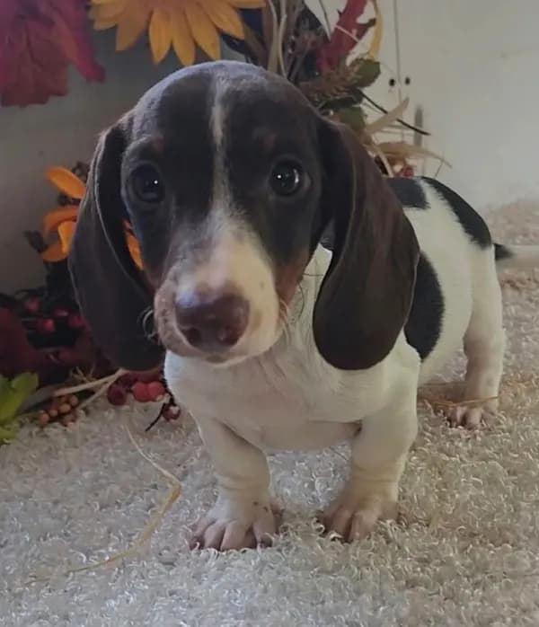 Puppy 2