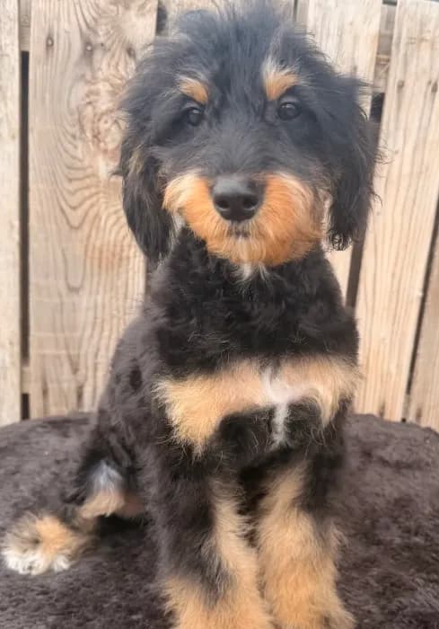 Tilly