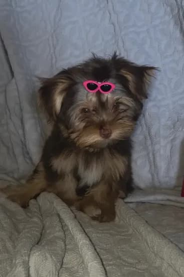 (2) Teacup Chocolate Yorkie