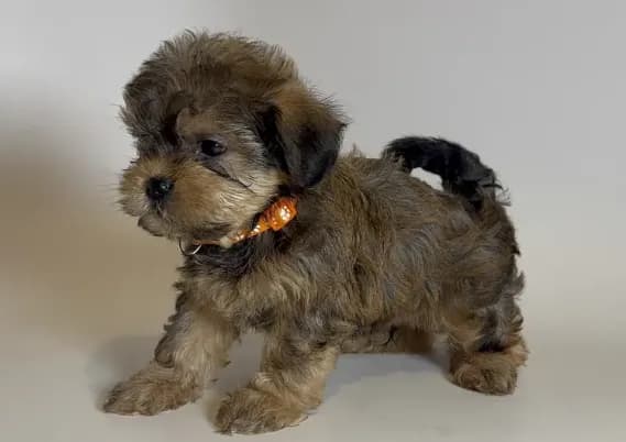 Malti-Poodle Mix Puppy
