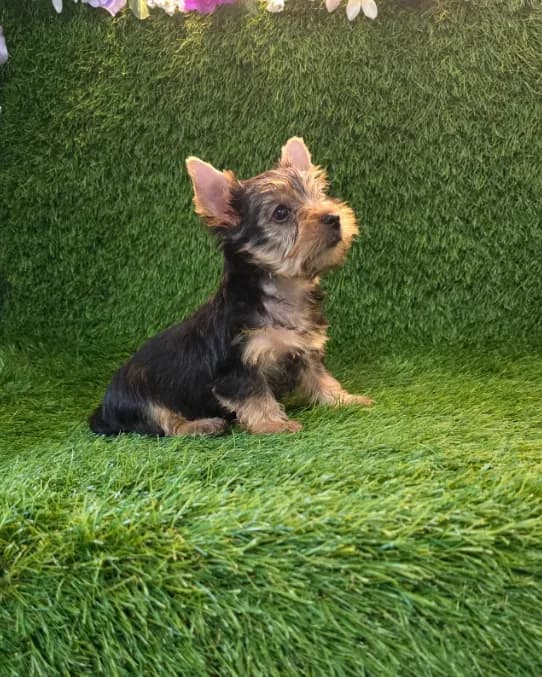 Leo