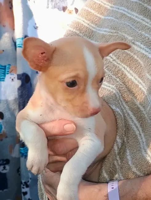 Olive weighs 2 lbs