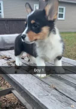 Boy