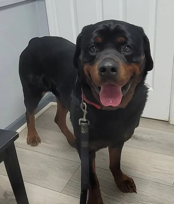 Onyx