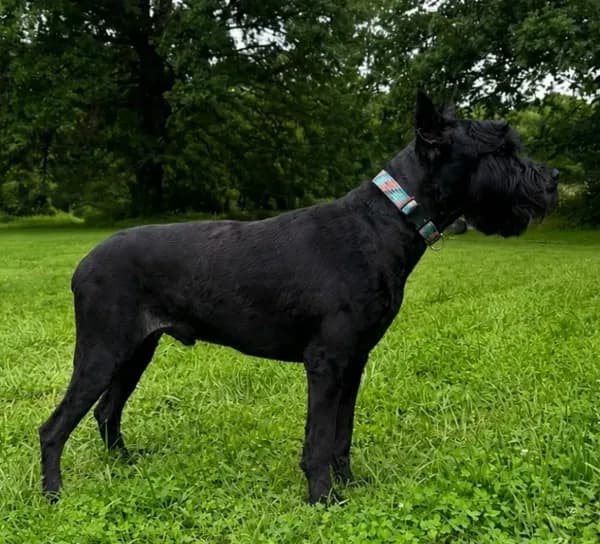 Adult male Samson