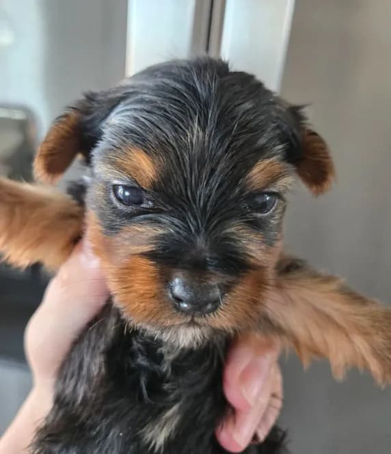 AKC Female