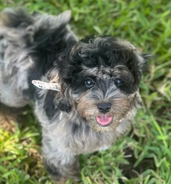 Rex