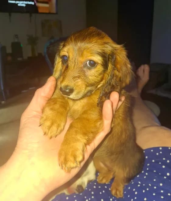 Long-haired Padgett (AKC/CKC)