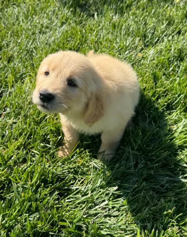 Daisy