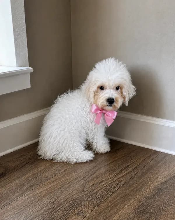 Maltipoo