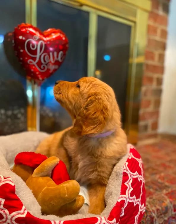 Golden AKC 7