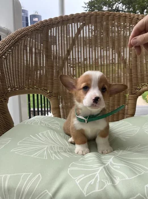 Benny