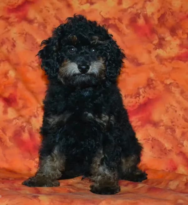 AKC Rhett