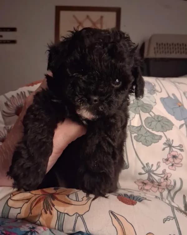 Little Boy