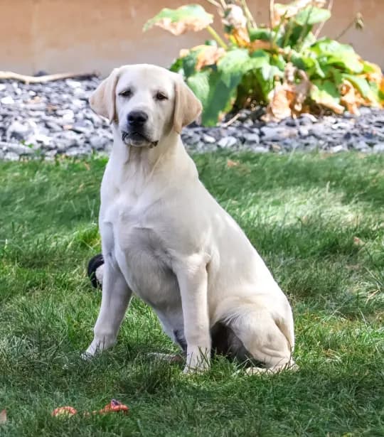 AKC Phineas