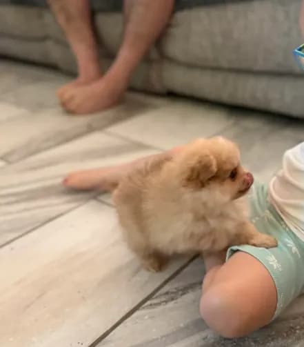 Puppy A