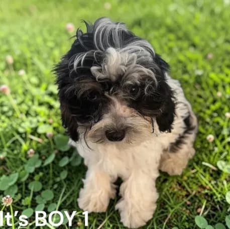 Boy 1