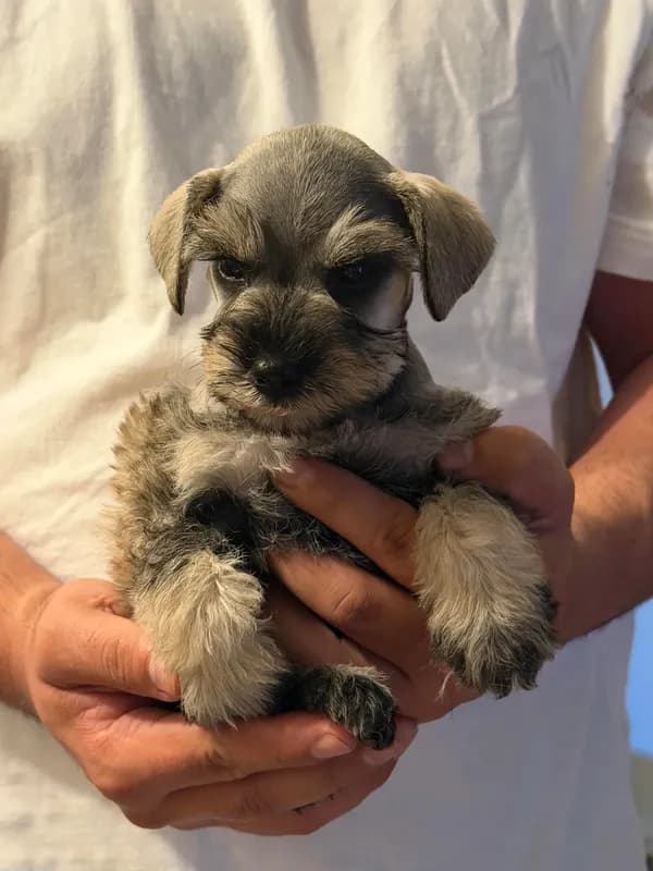 Mochi