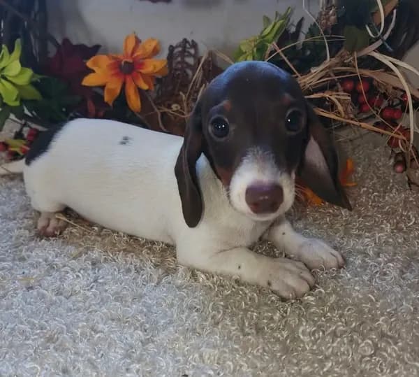 Puppy 1