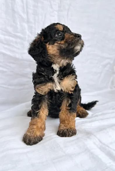 Girl Mini Goldendoodle