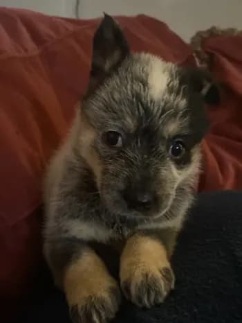 Nova