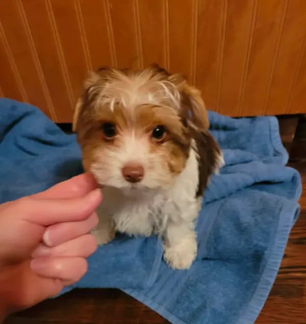 Painter Parti colored Yorkie