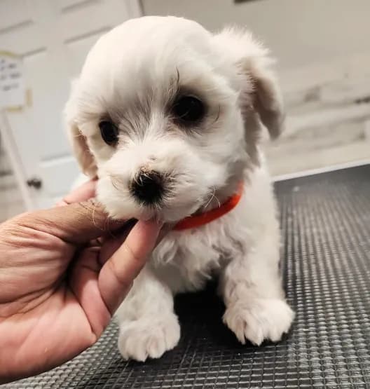 Milo