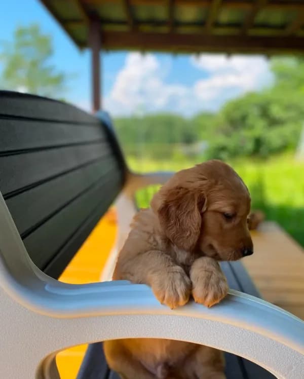 Pure-bred Golden Retriever AKC 6
