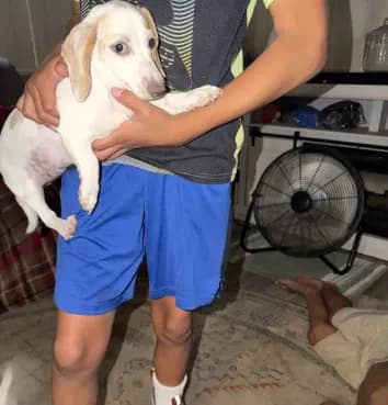 Puppy 2