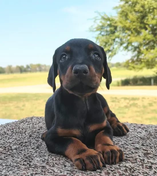 European No Collar Female