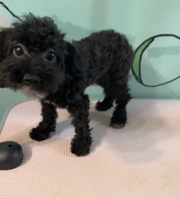 Teacup boy2