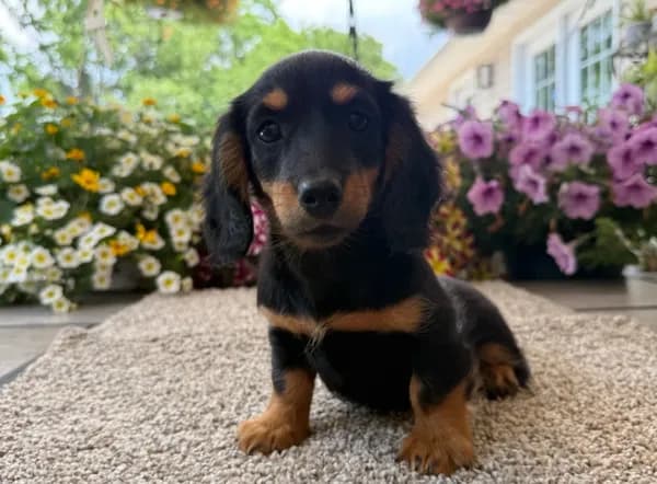 Lilly girl