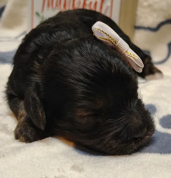 Midnight F1 cavapoo