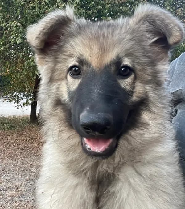 Twila- Silver Sable Girl