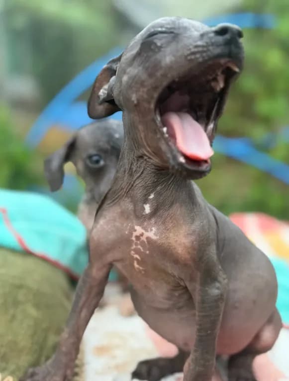 Tiny Mini Male