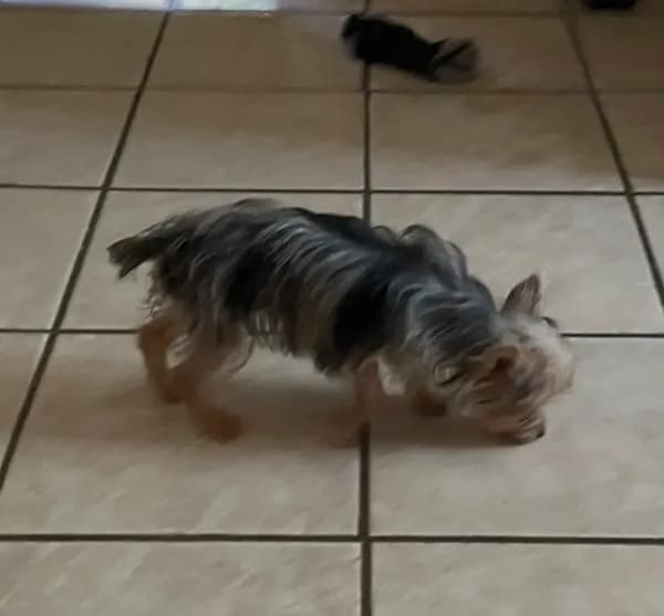 Penny (Tcup size )