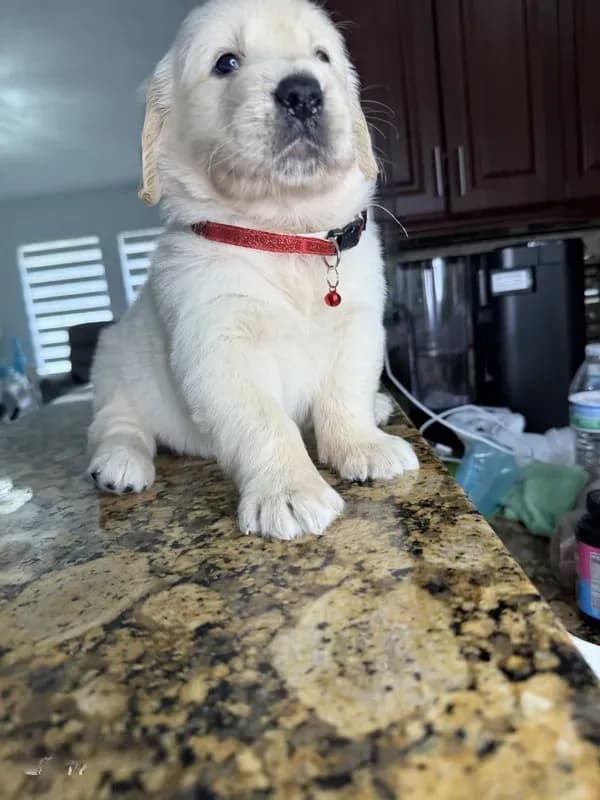 Willie