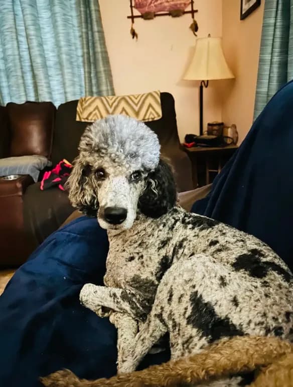 Ranger, stud for sale
