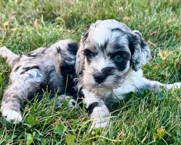 Rose Merle Male #1