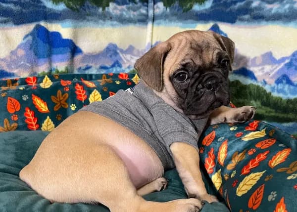 Max