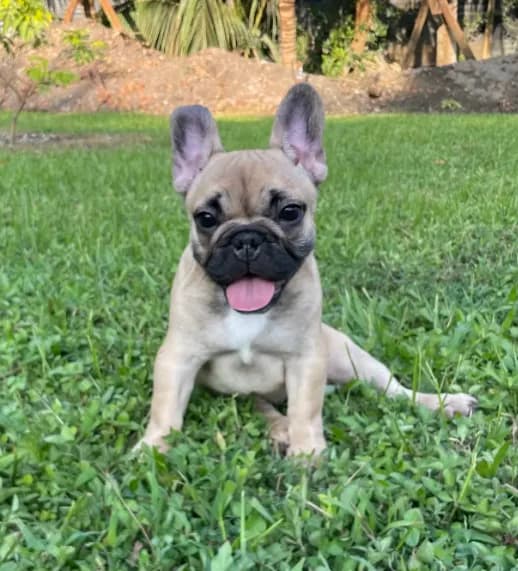 Minnie