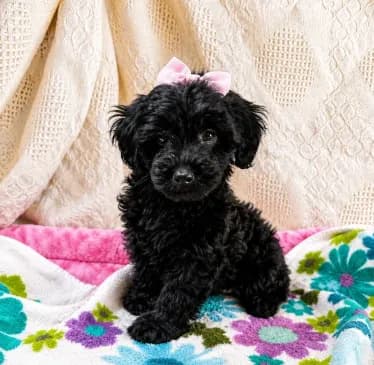 Puppy