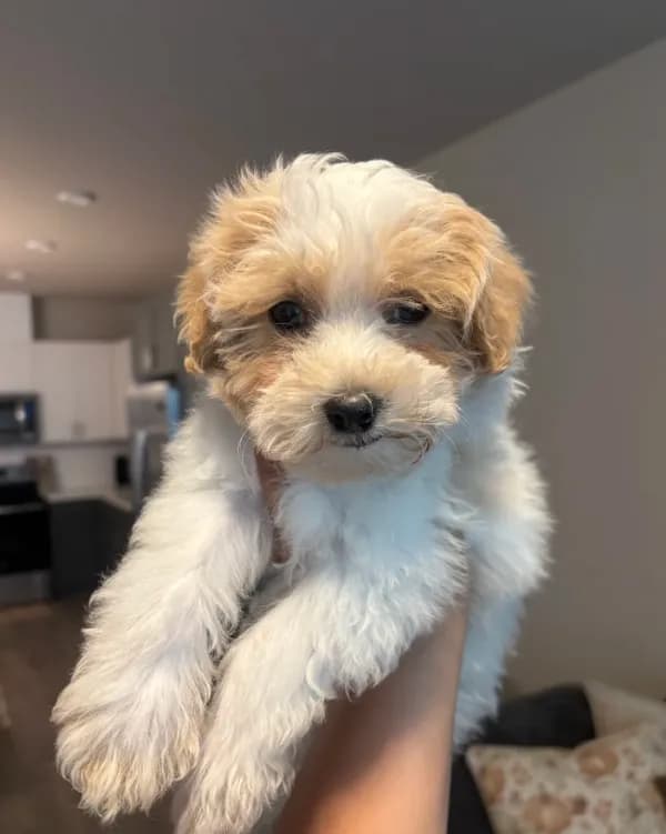 Milo