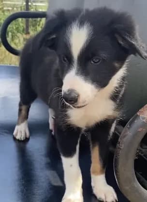 Rex