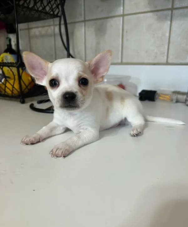 Puppy #2