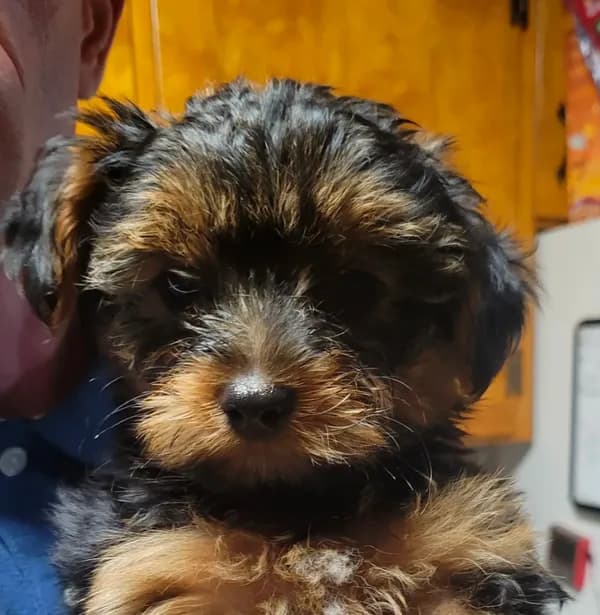 Yorkie Boy 1
