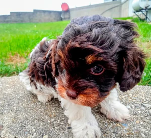 💖🤎💙 Chocolate cavapoo!!