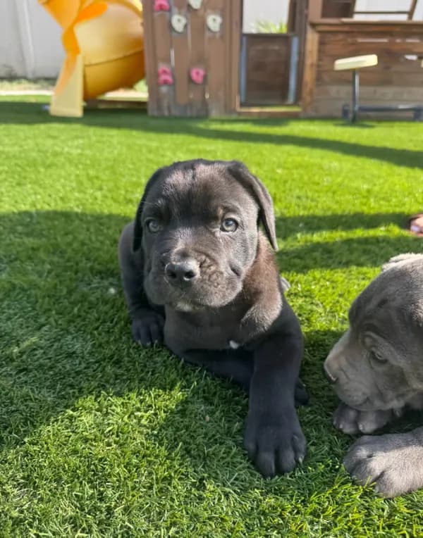 Bruce