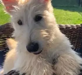 Scottie